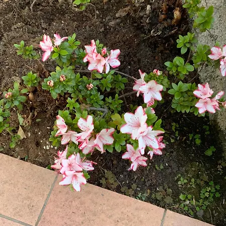 Rosina Gardino Villa Nesso