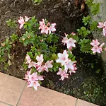 Rosina Gardino Villa Nesso