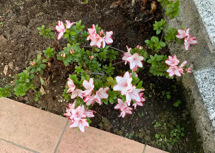 Rosina Gardino Βίλα Nesso